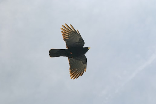 A black bird with wide wings is flying against a backdrop of a cloudy sky. The bird's beak and the tips of its feathers have a slightly golden hue, and the wings are outstretched, captured from a low angle.