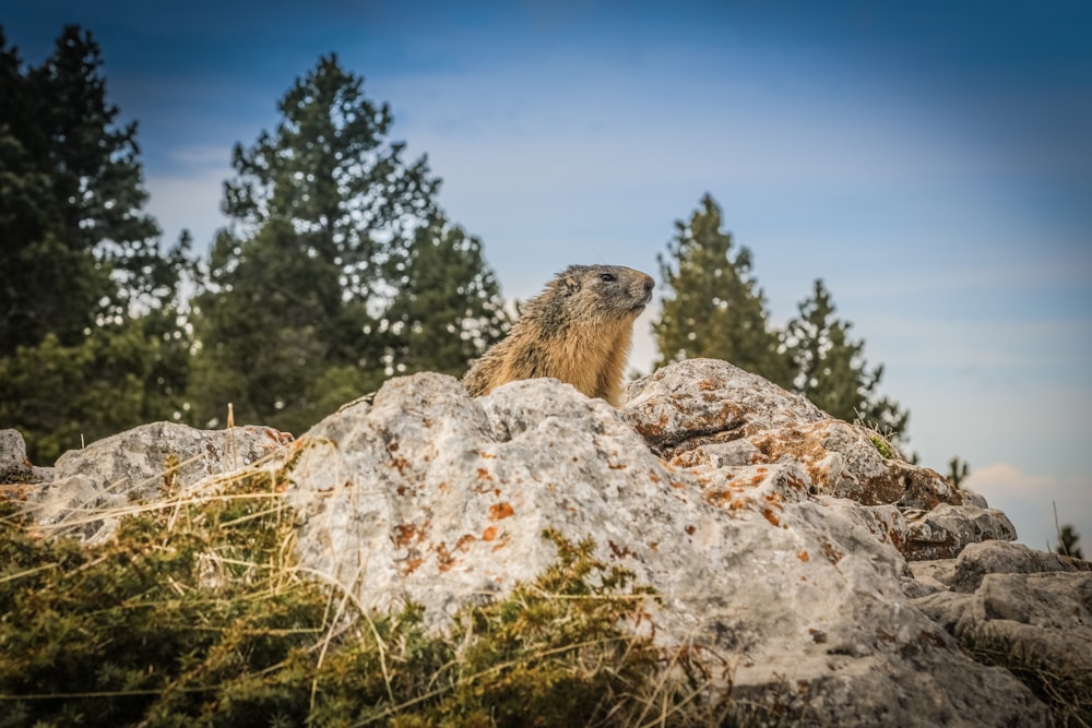 a groundhog sitting on top of a pile of rocks