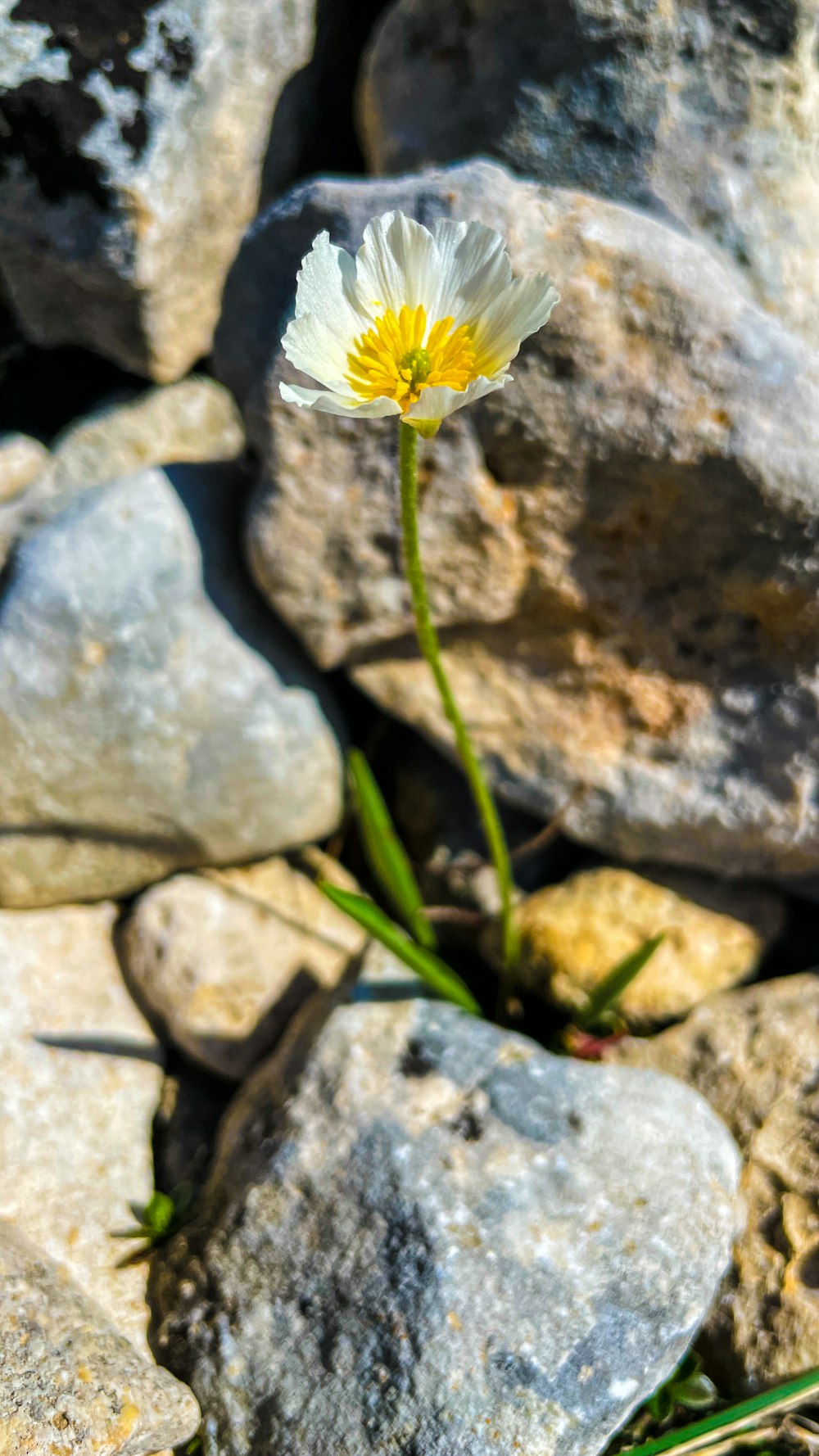 a single white flower sitting on top of rocks