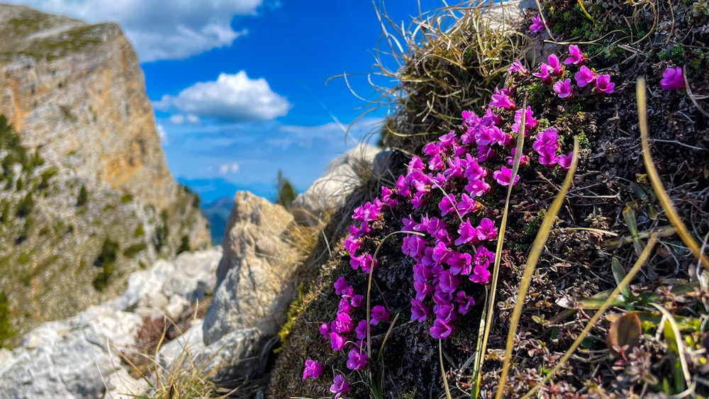 purple flowers growing on the side of a mountain