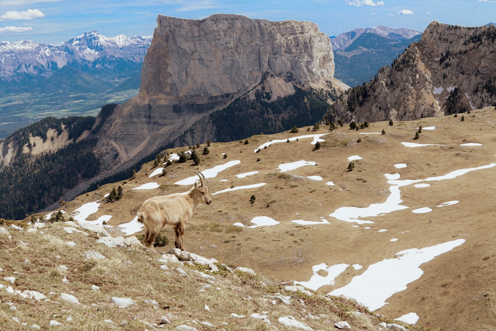 a mountain goat standing on top of a snow covered slope