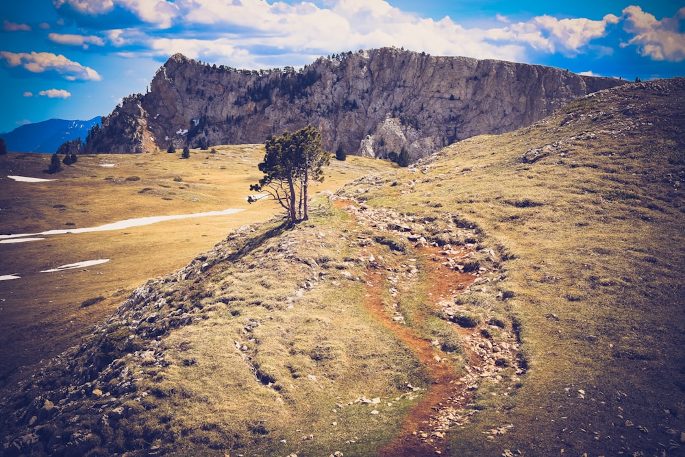 a lone tree on the side of a hill