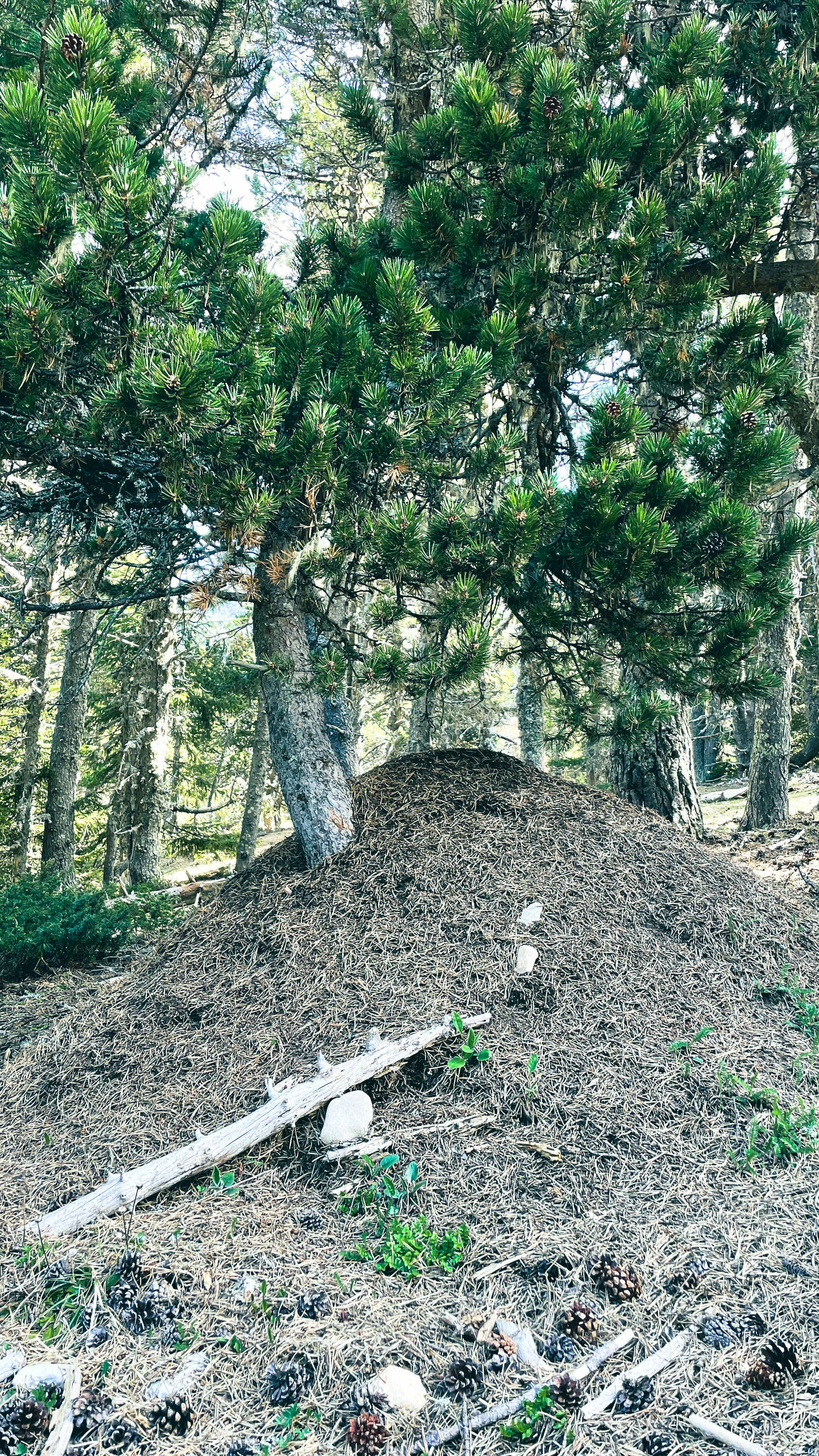 a pile of dirt sitting in the middle of a forest