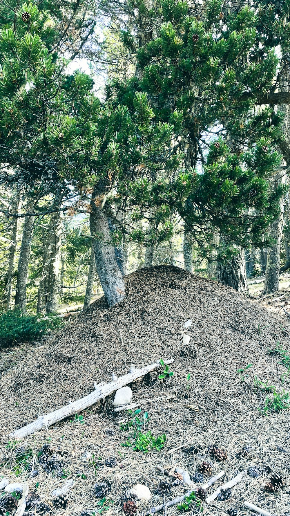 a pile of dirt sitting in the middle of a forest