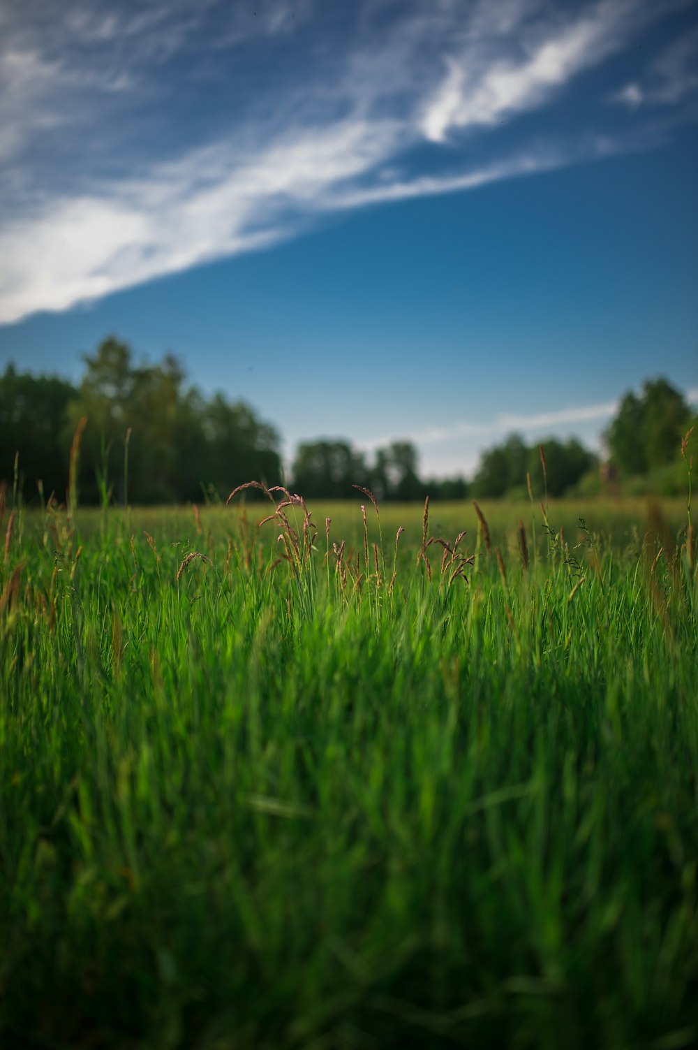 a grassy field with trees in the background