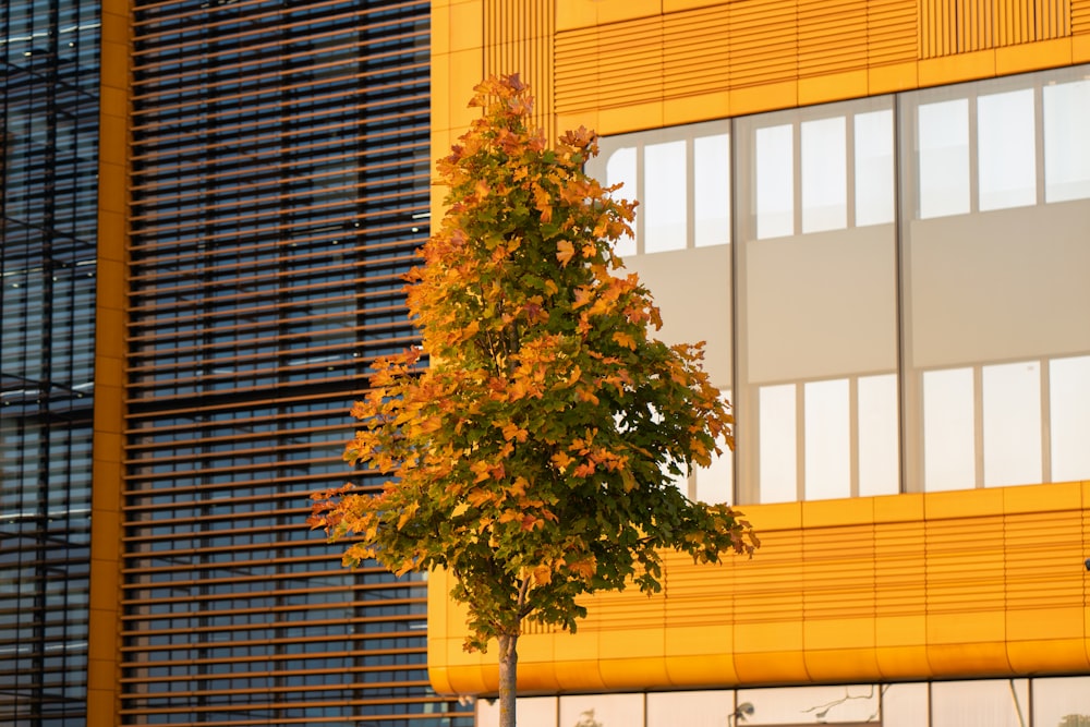 a yellow building with a tree in front of it