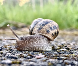 a couple of snails that are on the ground