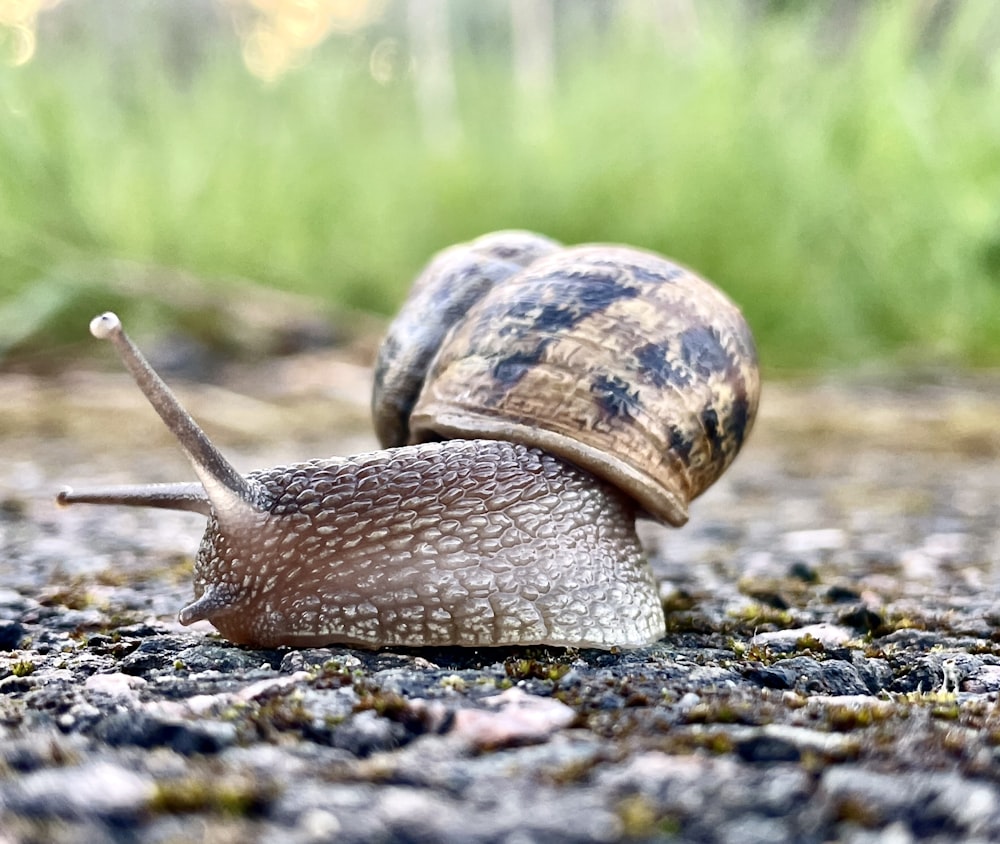a couple of snails that are on the ground