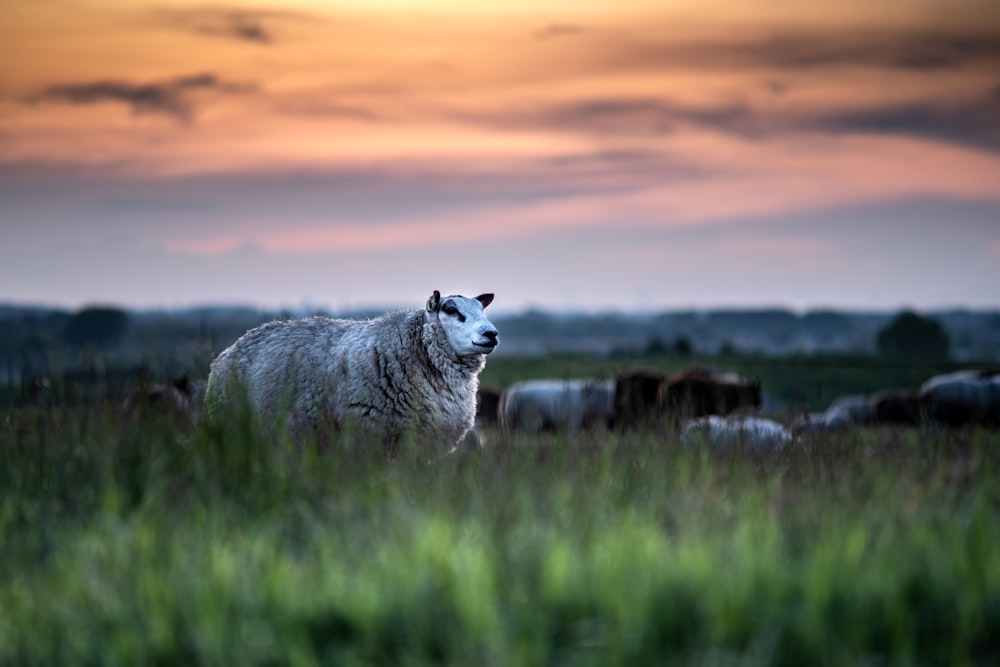 a herd of sheep standing on top of a lush green field