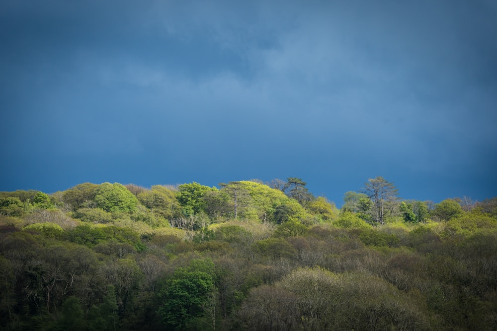 a group of trees on a hill under a cloudy sky