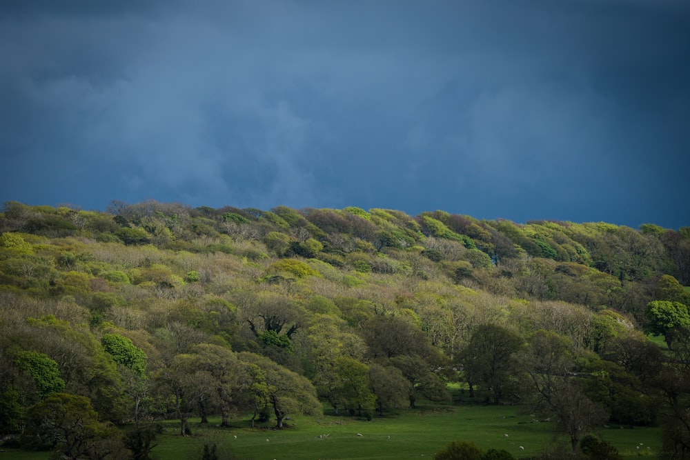 a hill covered in trees under a cloudy sky