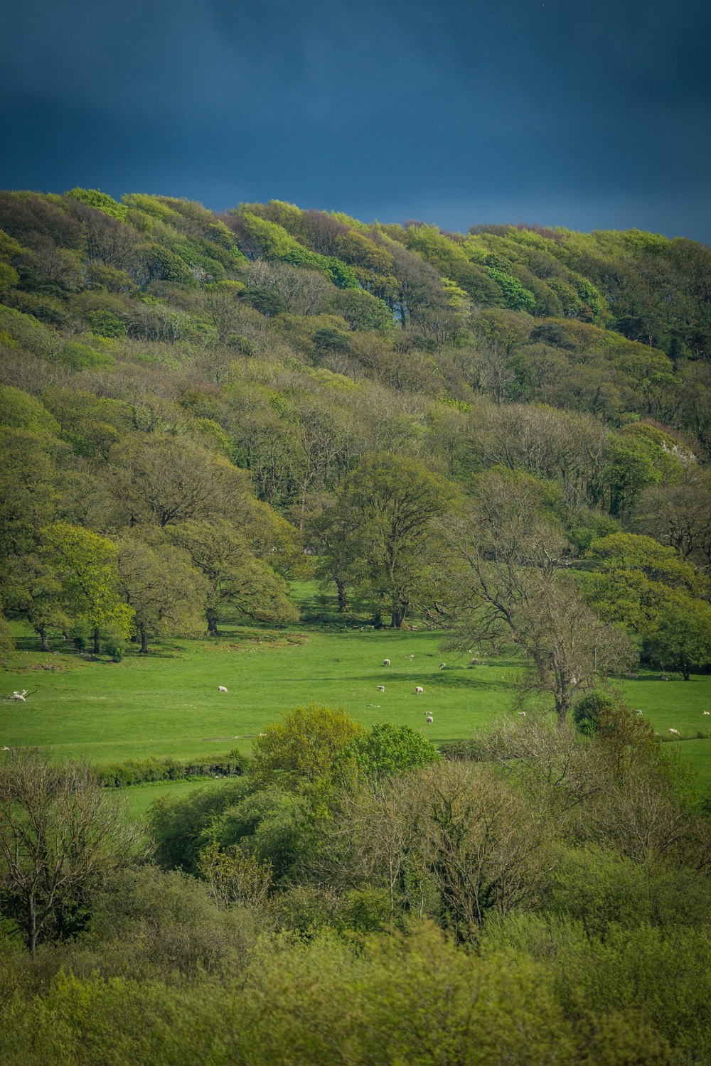 a lush green hillside covered in lots of trees