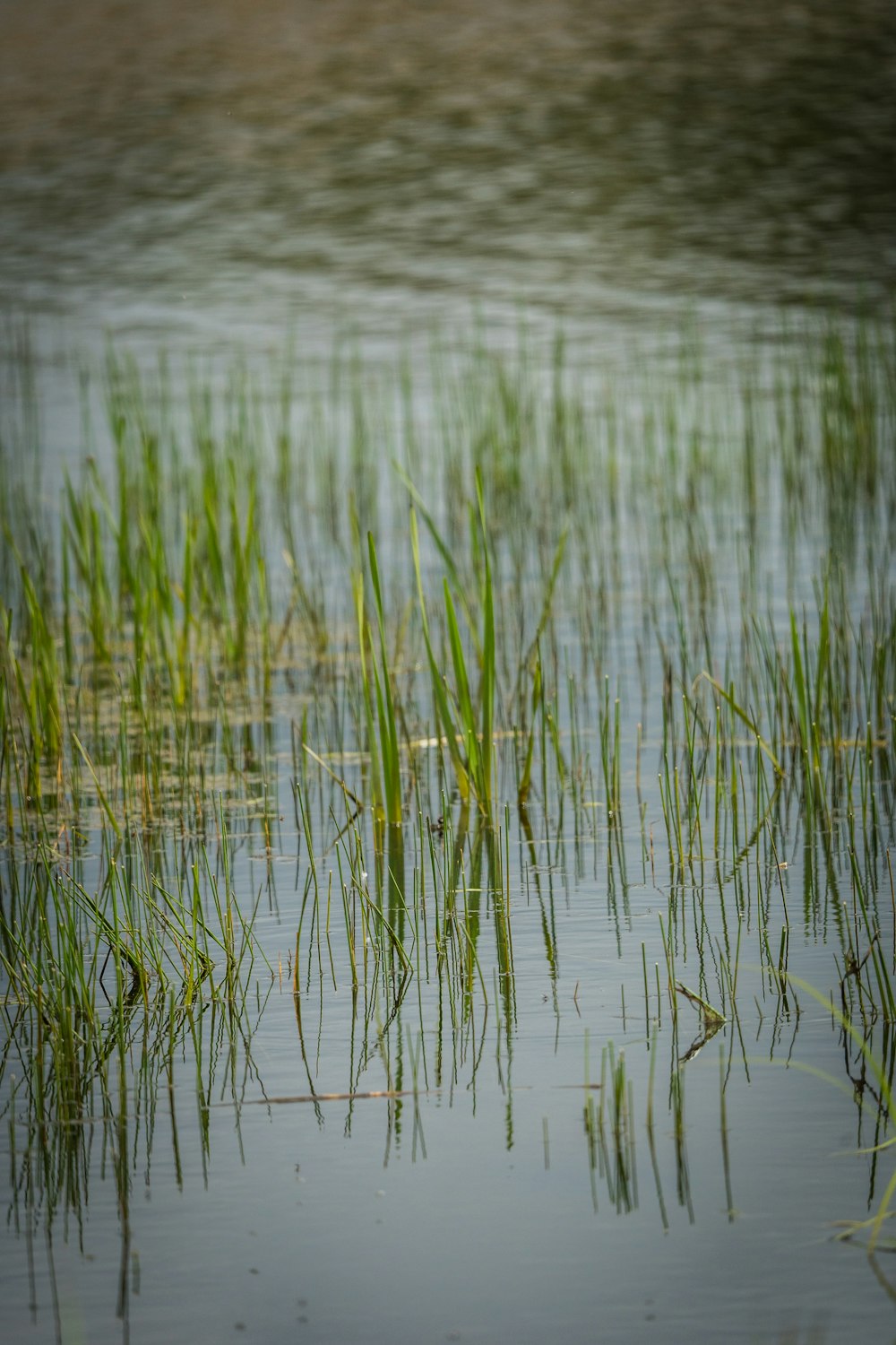 a bird is standing in a body of water