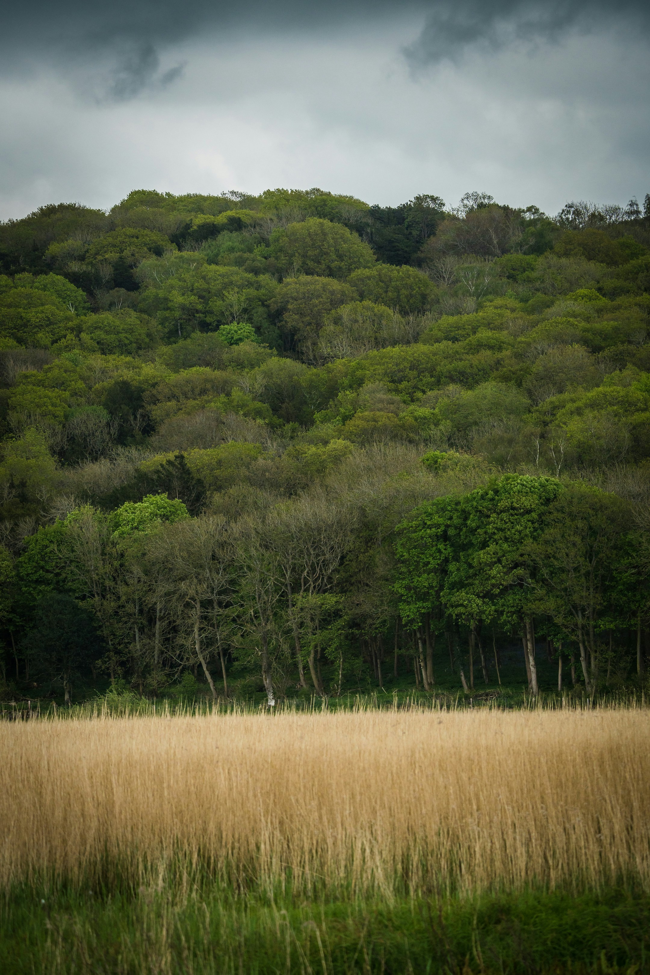 A grassy field with trees on a hill in the background
