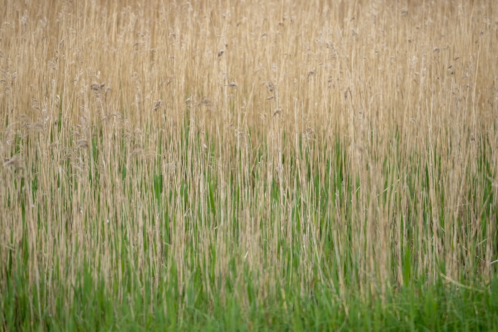 a field of tall grass with a bird in the distance