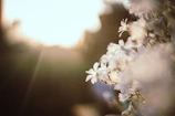Soft-focus nature scene capturing delicate petals glowing in early morning light.