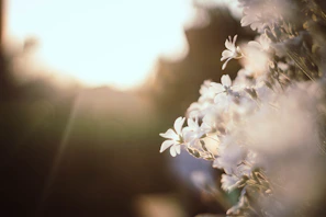 Soft-focus nature scene capturing delicate petals glowing in early morning light.