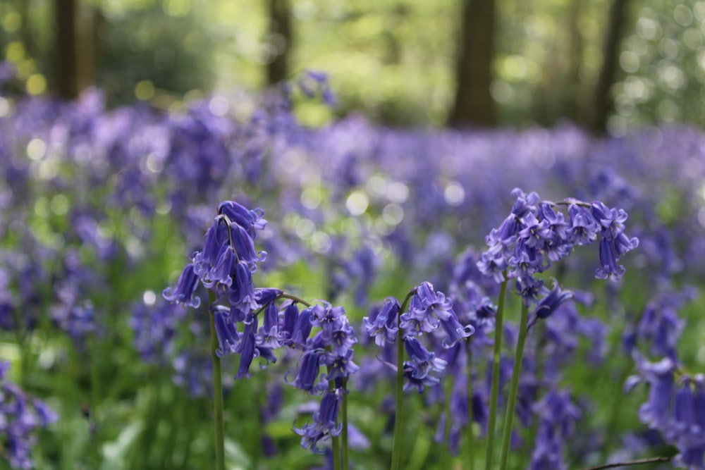 a field full of purple flowers with trees in the background