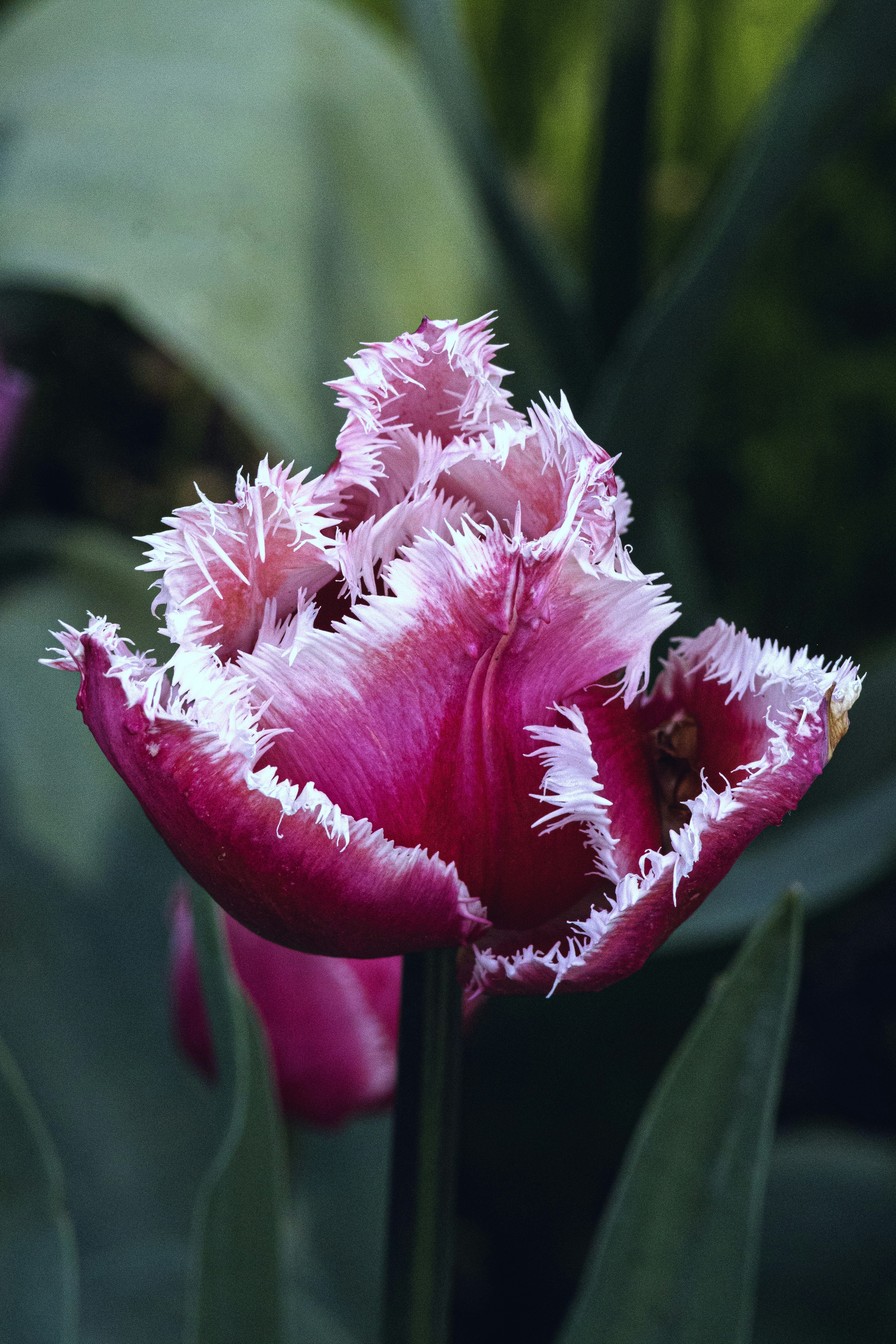 a close up of a pink flower with leaves in the background