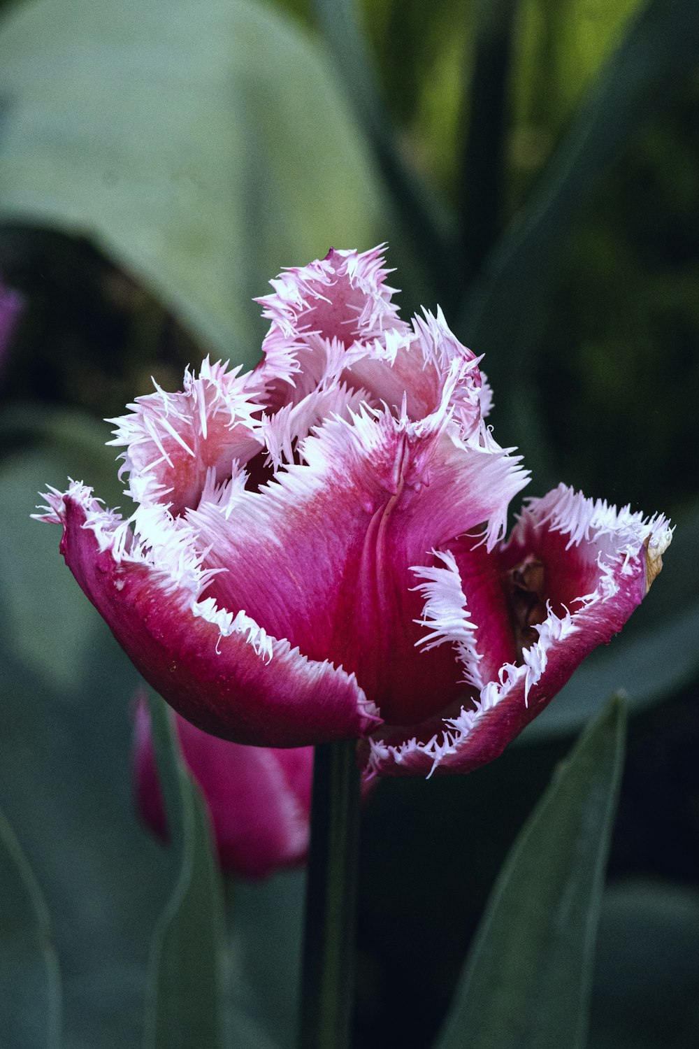 a close up of a pink flower with leaves in the background