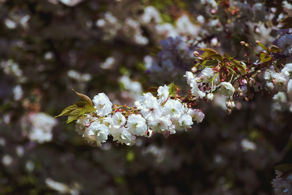 a branch of a tree with white flowers