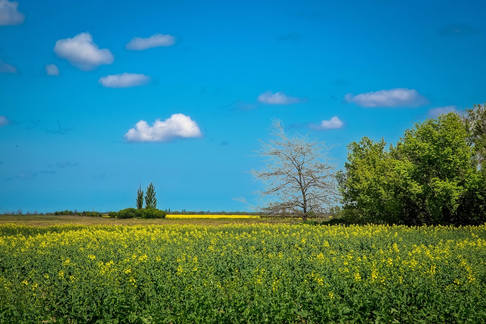 A Field Of Yellow Flowers And Trees