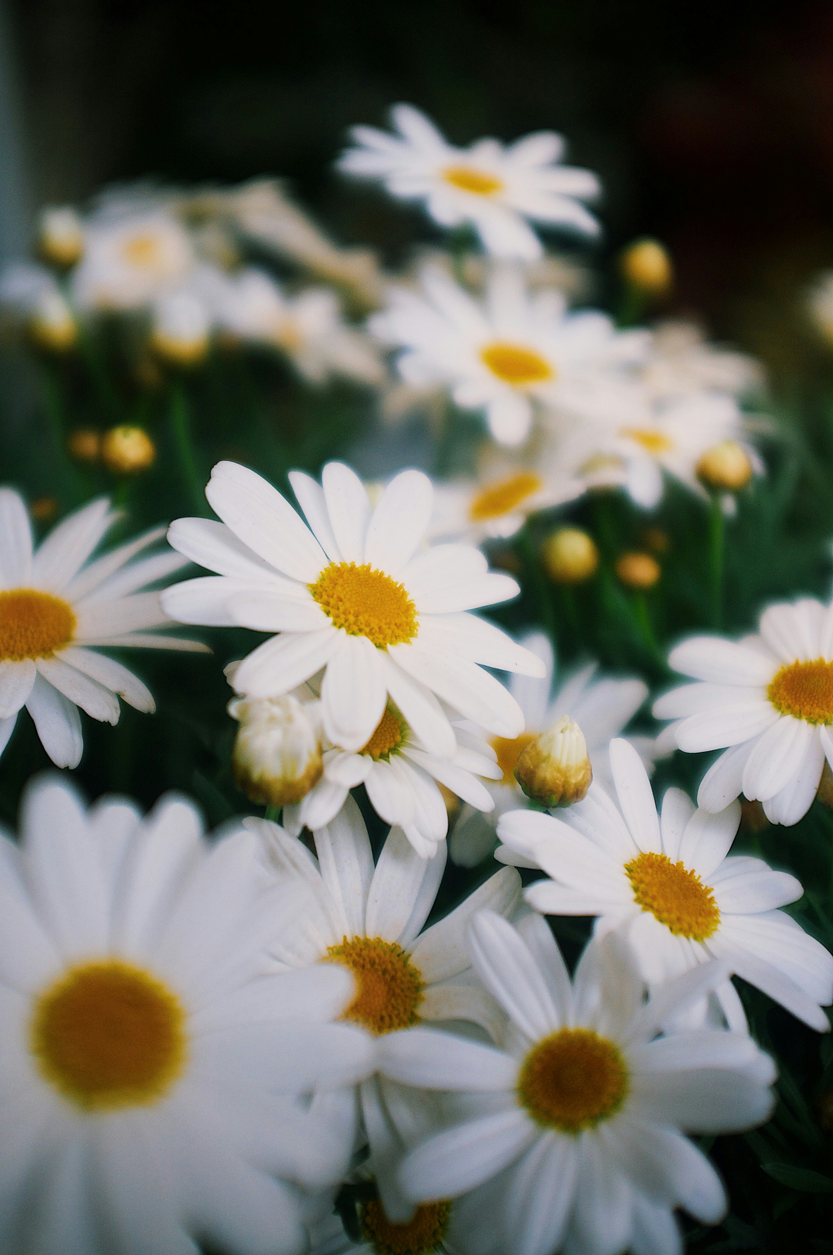 un mazzo di fiori bianchi con centri gialli