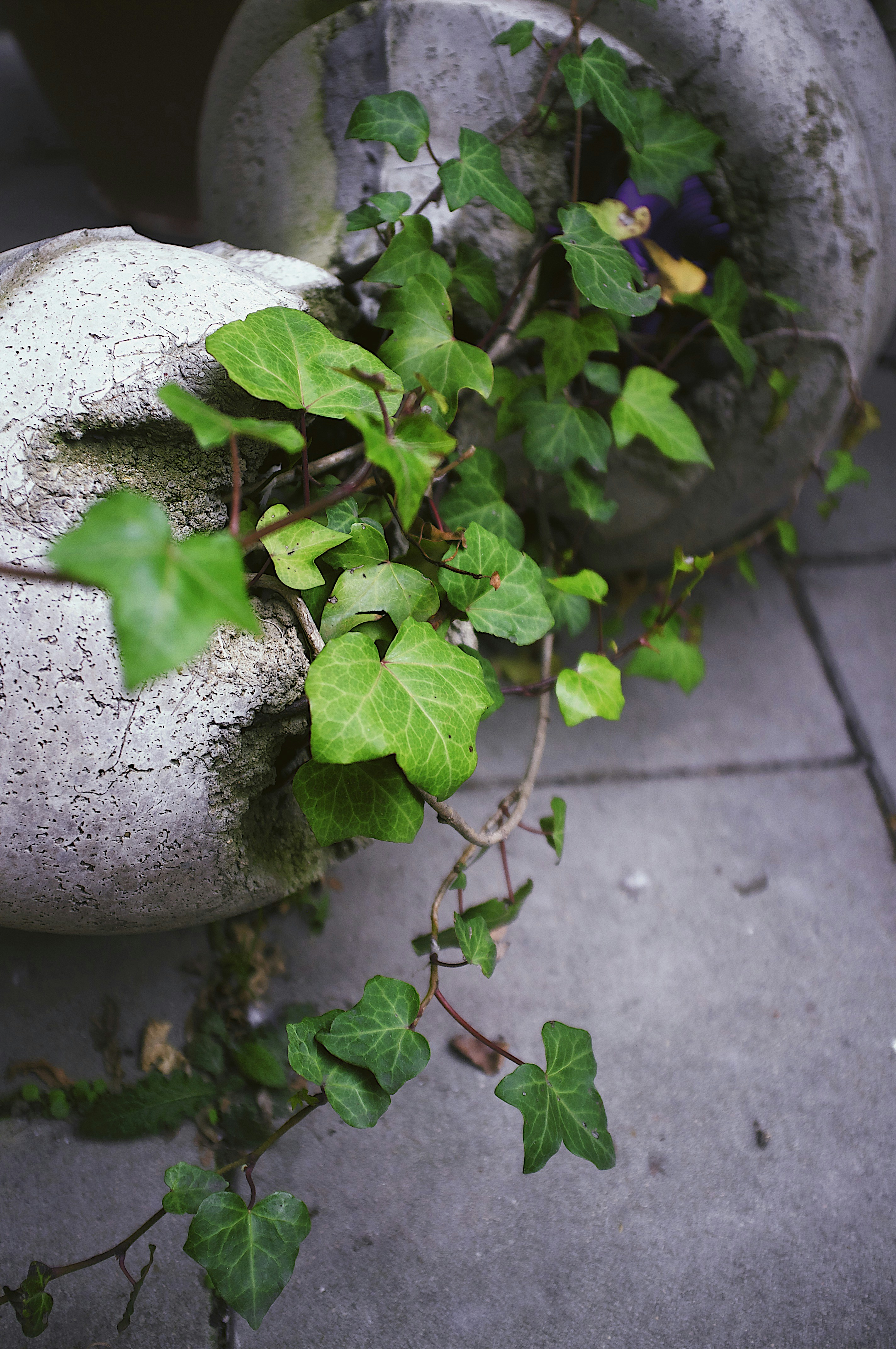 una pianta che cresce da un vaso di cemento