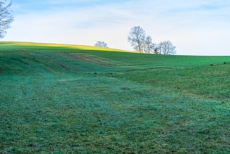 A serene landscape showcasing eco-friendly tires in a natural setting.