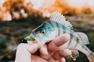 A person holding a fish with vibrant, iridescent scales and a visible dorsal fin. The fish appears freshly caught and is set against a blurred natural background with warm, earthy tones.