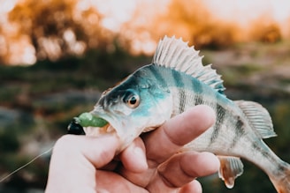 A person holding a fish with vibrant, iridescent scales and a visible dorsal fin. The fish appears freshly caught and is set against a blurred natural background with warm, earthy tones.