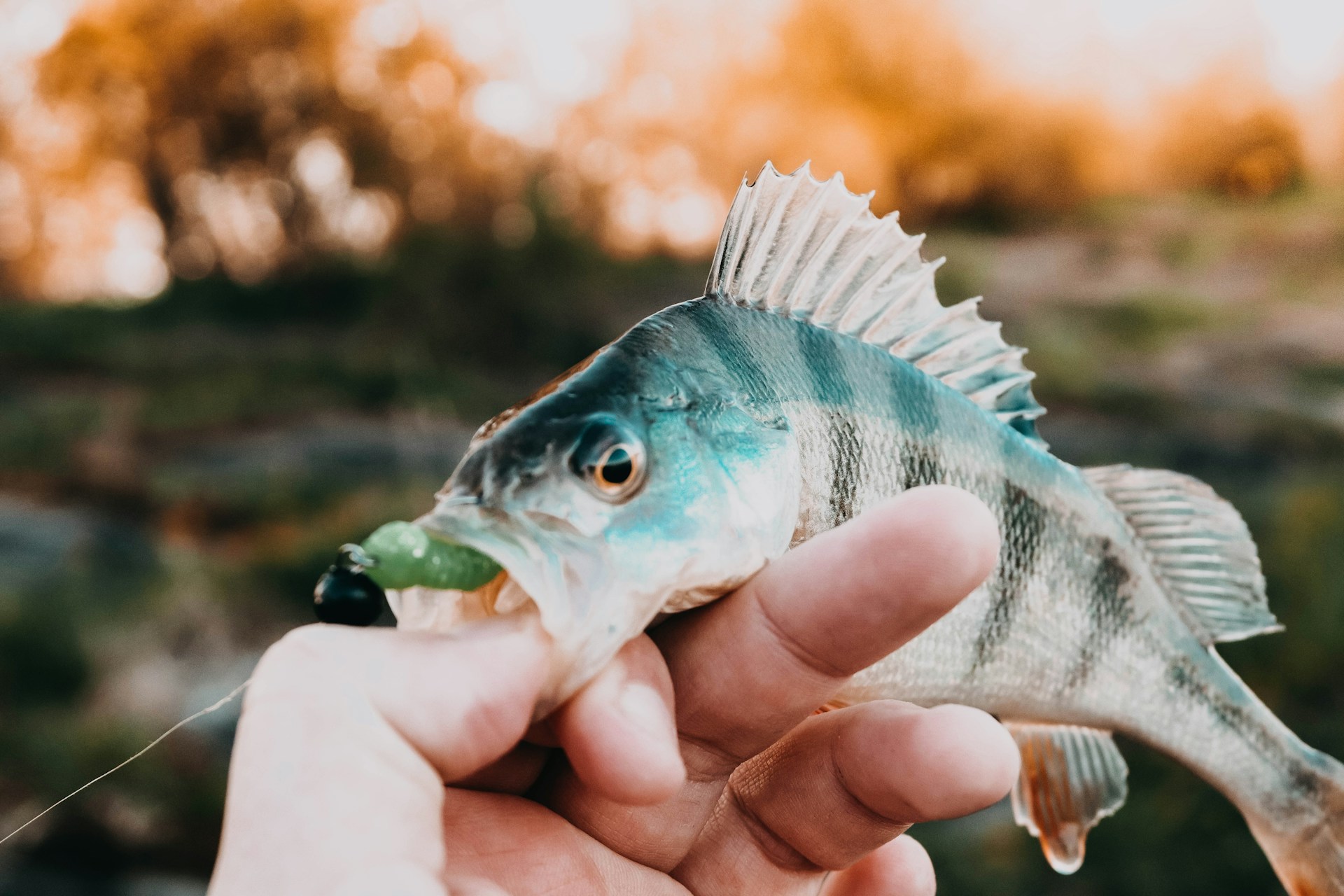 A close-up of a freshly caught fish held proudly by a smiling angler, sunlight glinting off the scales.