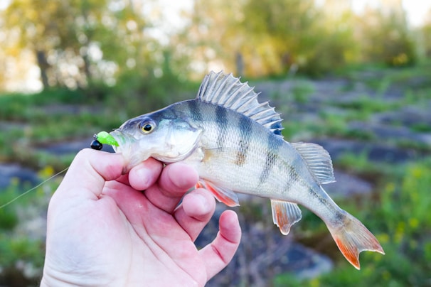 A person is holding a small fish with striped patterns, predominantly silver with hints of darker stripes. The fish is on a fishing line with a bright green lure in its mouth. The background is blurred with natural greenery and some rocks.