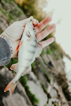 A person holds a small fish with bright orange fins and a silver body. The hand is wearing a striped sleeve, suggesting a casual or outdoor setting. The background is blurred, featuring earthy tones and hints of greenery, giving an outdoor, natural feel.