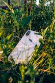 An iPhone is partially hidden among tall green grass and plants, with sunlight reflecting off its surface.