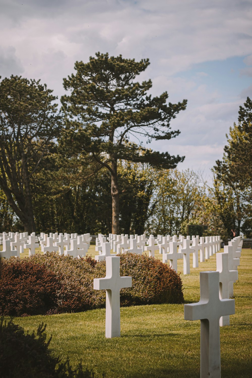 rows of white crosses in a cemetery with trees in the background