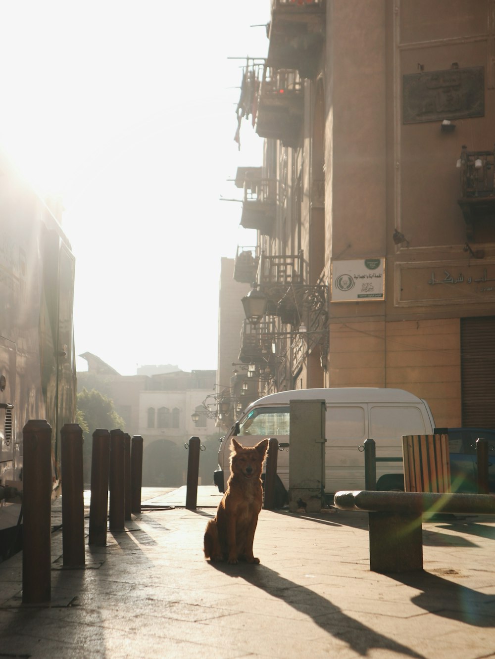 ein Hund, der auf einem Bürgersteig neben einem Gebäude sitzt