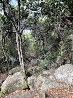 An intricate 3D environment featuring natural elements like trees and rocks.