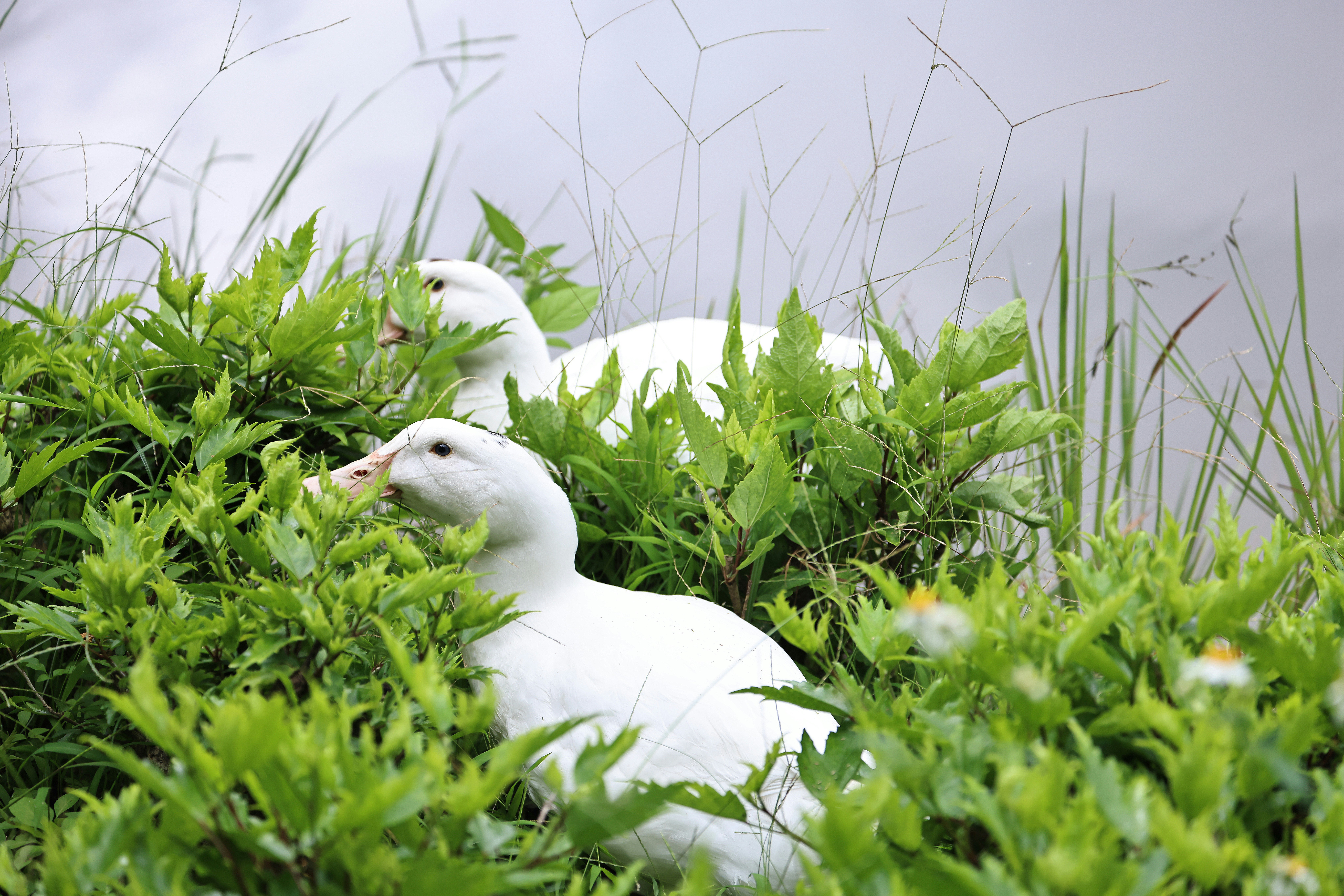 Photo by dickenslin76