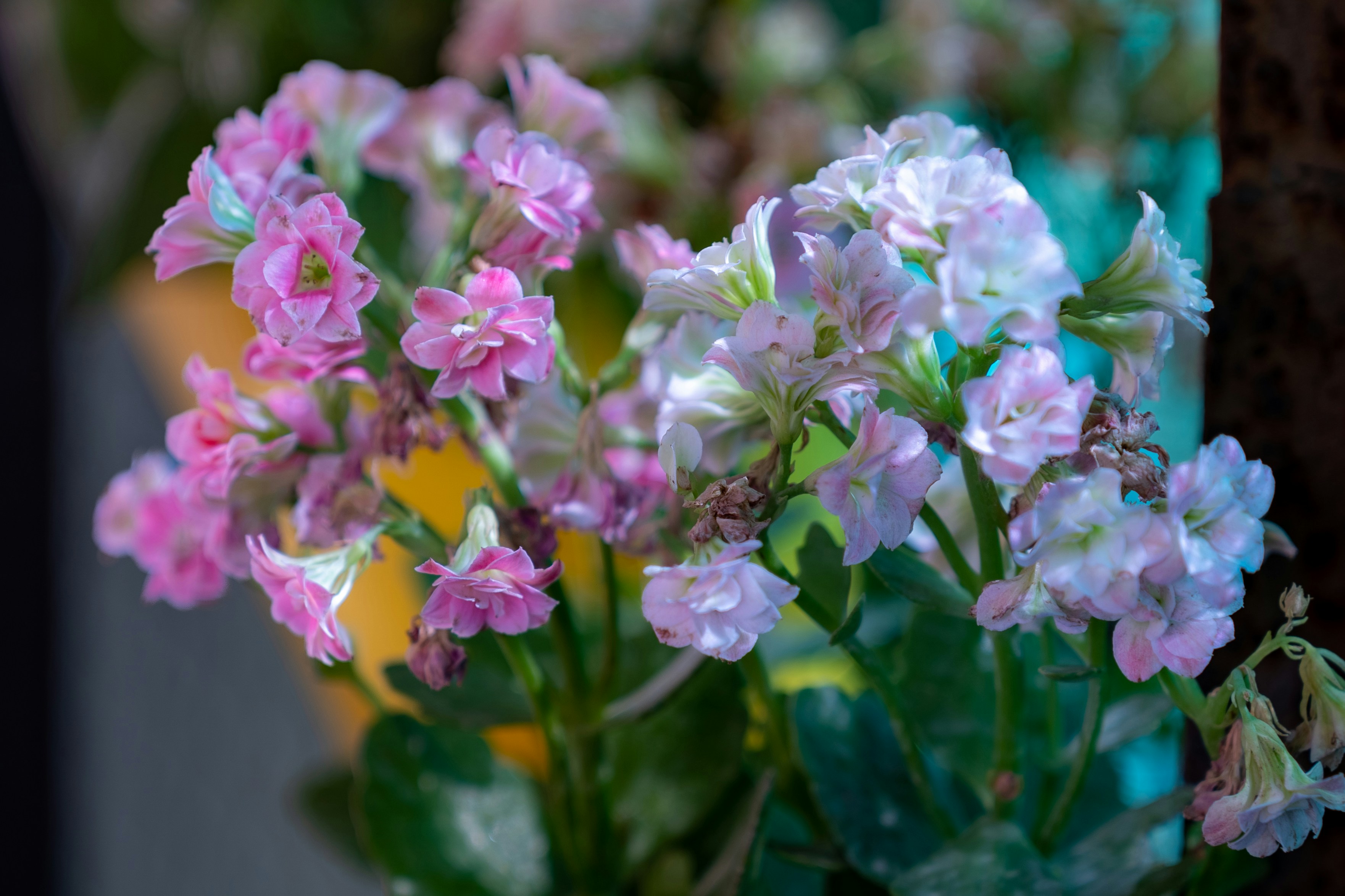 Ramo Primavera Suave