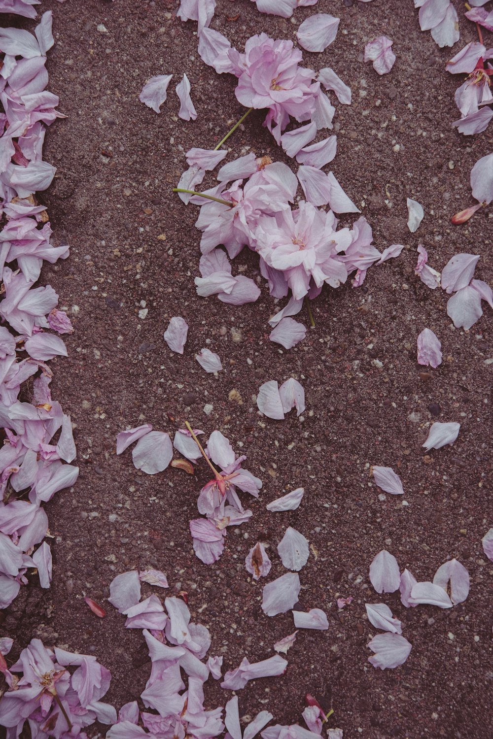 분홍색 꽃 한 무리가 땅에 누워 있습니다