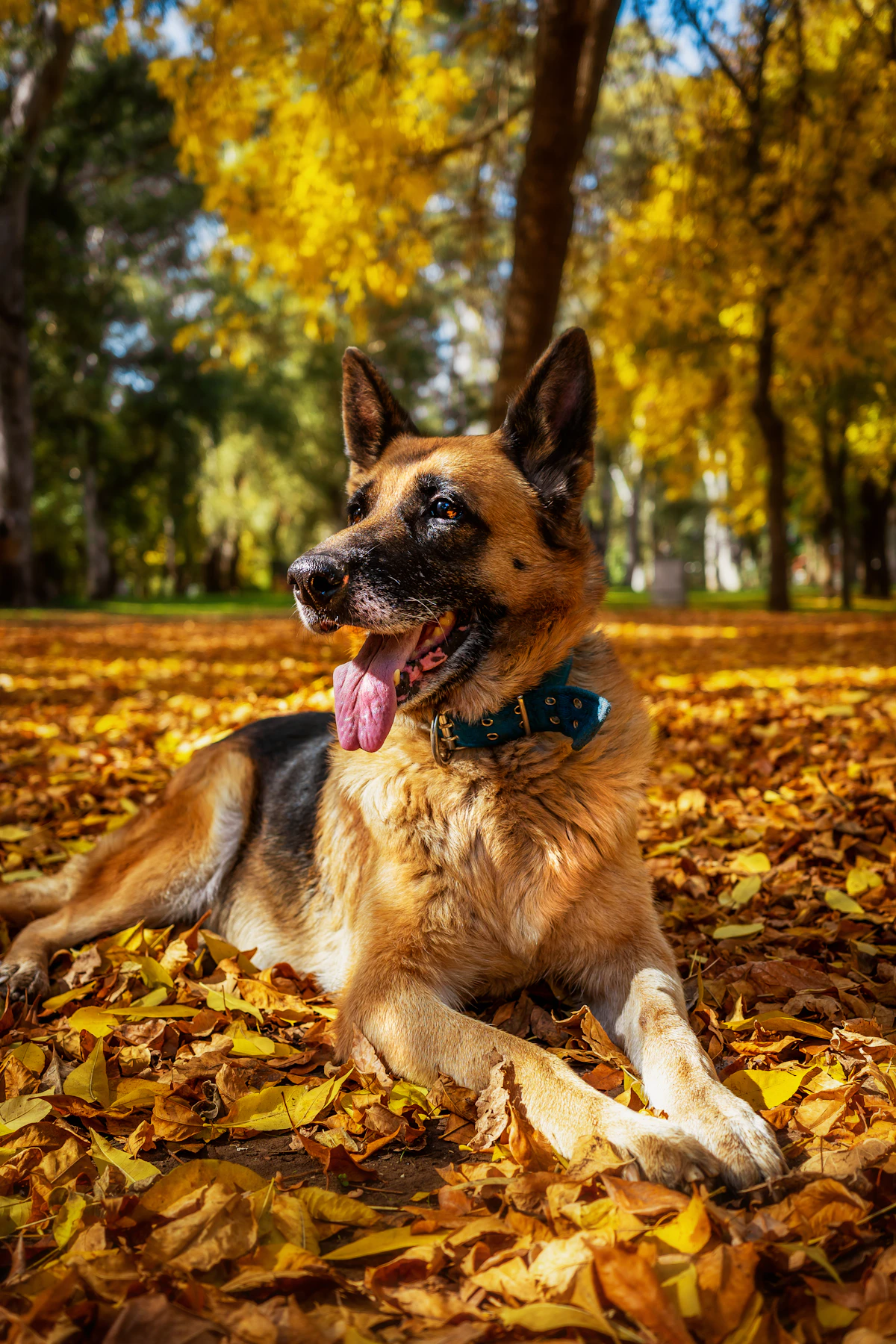 Chien jouant avec un frisbee dans un parc