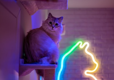 A fluffy cat sits on a perch with a colorful neon outline of a cat on a brick wall in the background. The lighting gives the room a cozy, modern atmosphere, highlighting the cat's fur.