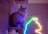A fluffy cat sits on a perch with a colorful neon outline of a cat on a brick wall in the background. The lighting gives the room a cozy, modern atmosphere, highlighting the cat's fur.