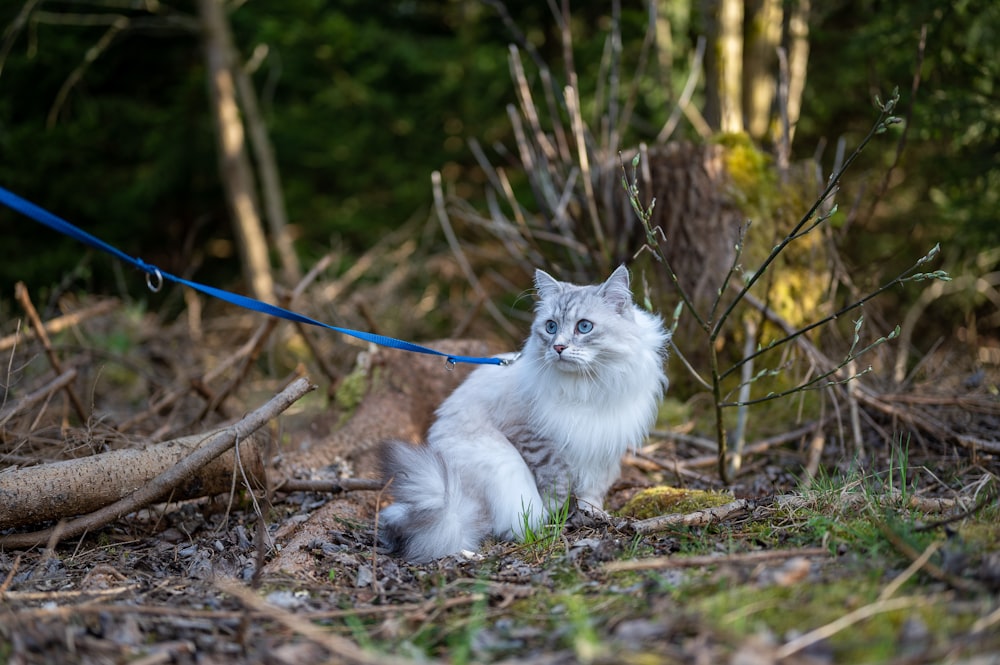 a white cat sitting on the ground next to a blue leash
