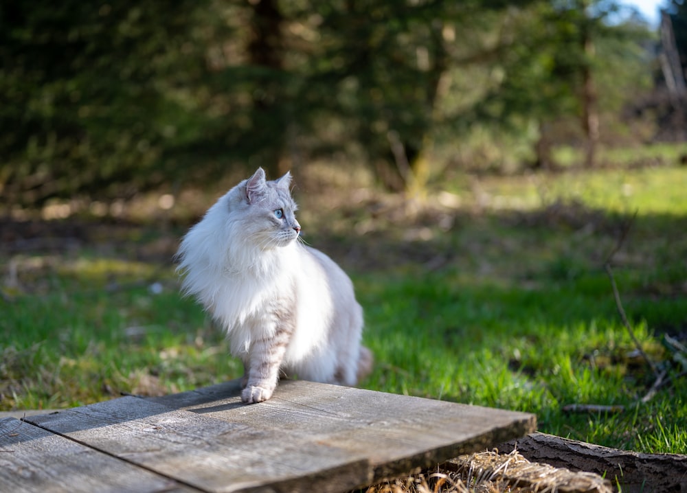 a white cat sitting on a wooden platform in the grass