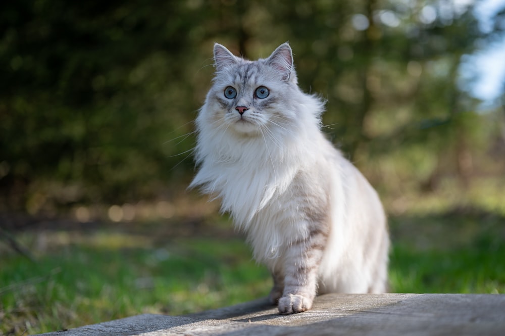 um gato branco com olhos azuis em pé em uma rocha
