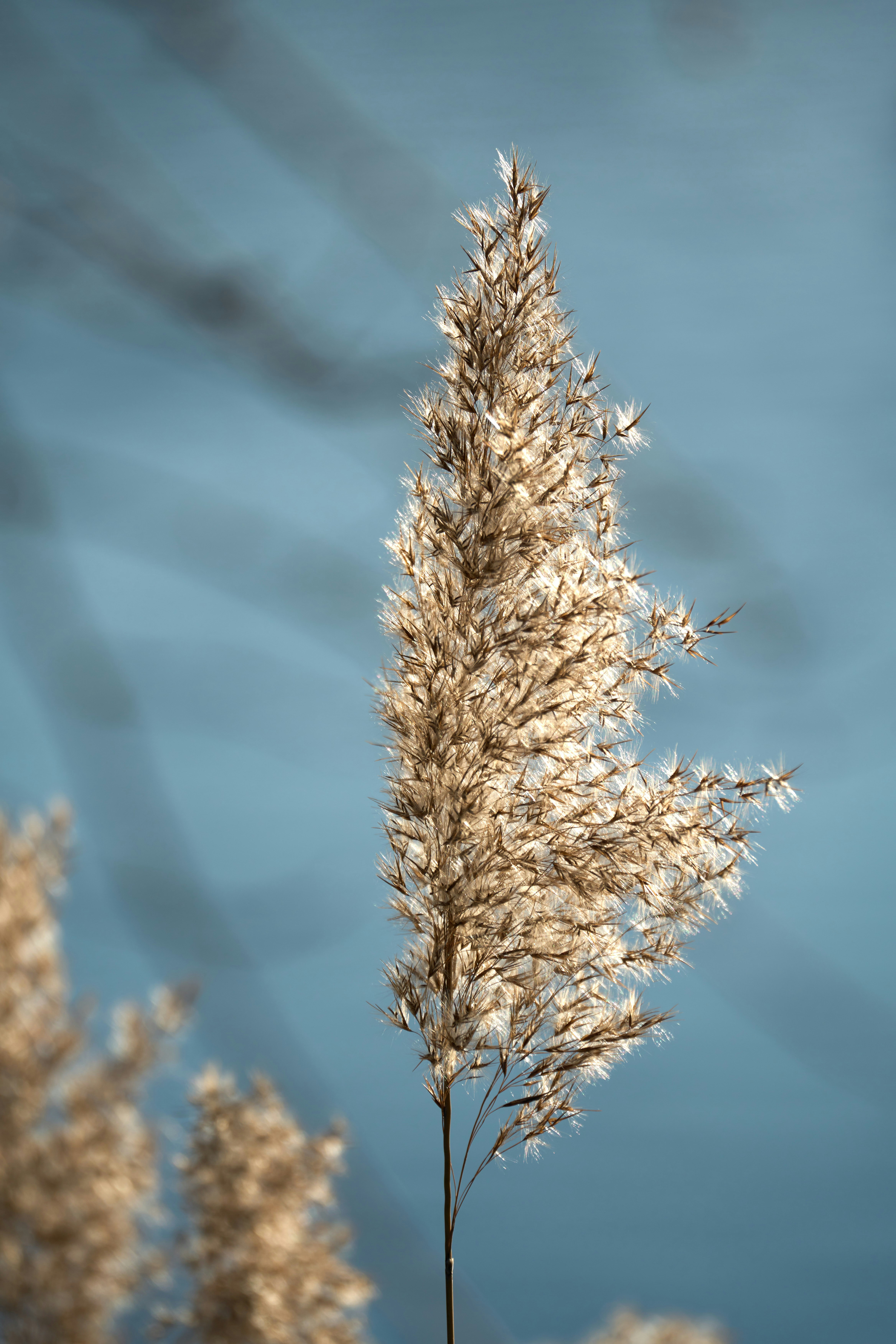 Photo by wolfgang_hasselmann