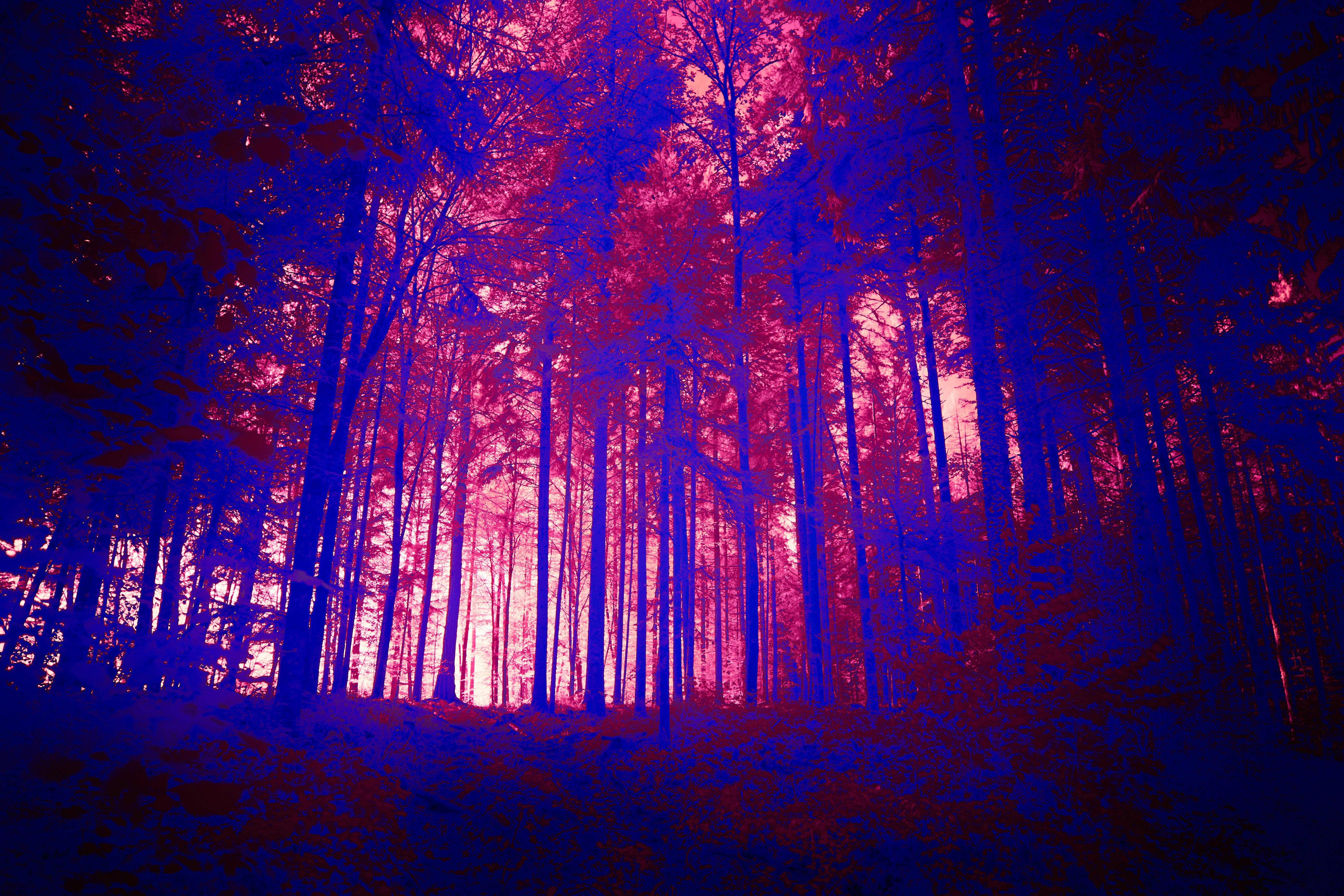 Photo by wolfgang_hasselmann