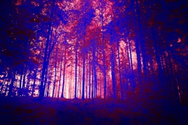 A forest scene with tall trees that are backlit, creating a silhouette effect. The color palette is highly stylized, featuring vibrant magenta and deep blue hues, adding a surreal and mystical atmosphere.
